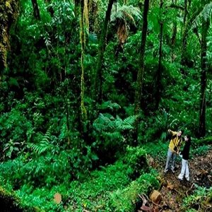 Bosques en San Gerardo de Dota