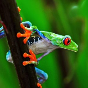 Fauna of Costa Rica