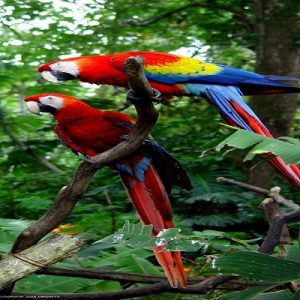 Parrots in Carara, Costa Rica