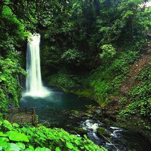 Corcovado Flora