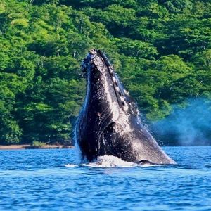 Corcovado Whale