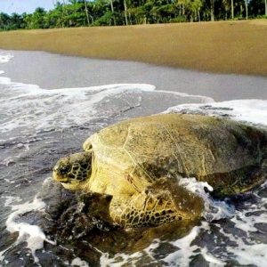 Tortuguero National Park, Costa Rica