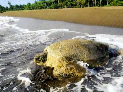 Tortuguero National Park, Costa Rica