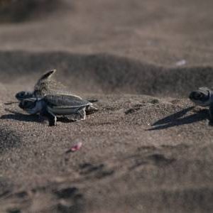 Tortuguero National Park in Costa Rica