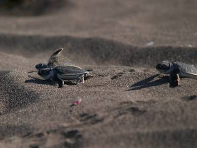 Tortuguero National Park in Costa Rica