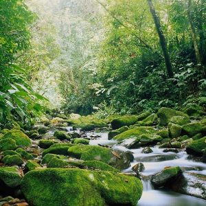 Monteverde flora