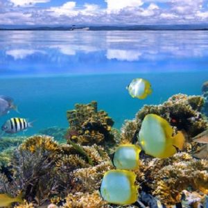 Cahuita National Park, Costa Rica reef