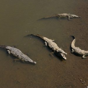 Carara National Park, crocodile