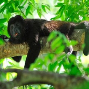 Caño Negro, Wild Life