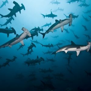 Bat Islands, bull, sharks