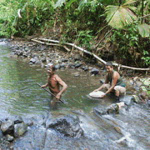 Dos Brazos de Rio Tigre, Osa