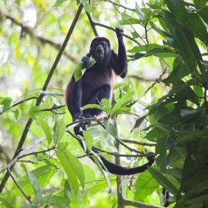 Veragua Rainforest, habitats