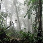 La Amistad International Parks, Costa Rica