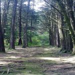 Bosque de la Hoja, Heredia