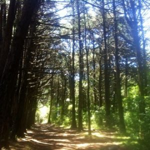 Bosque de la Hoja, with beautiful forests