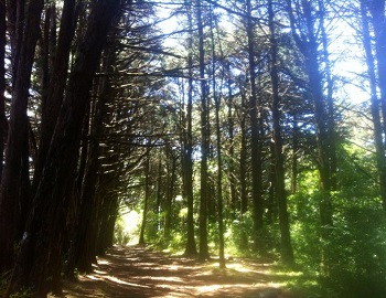 Bosque de la Hoja, with beautiful forests