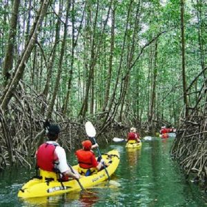 Mangroves at Manuel Antonio beach