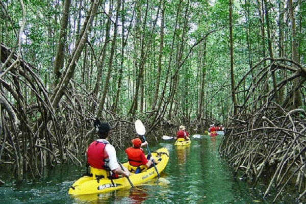 Mangroves at Manuel Antonio beach