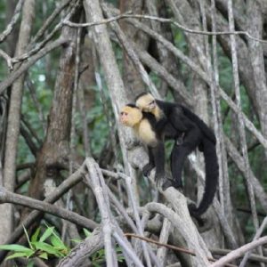 Manuel Antonio, white faced monkeys