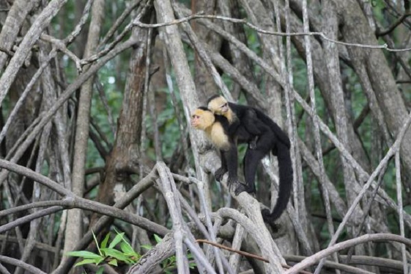 Manuel Antonio, white faced monkeys