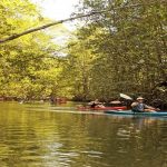 Unique mangrove kayak tour in Manuel Antonio