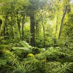 Los Angeles cloud forest in San Ramon