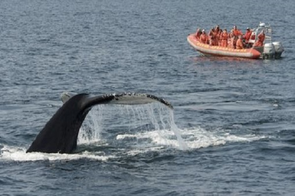 Avistamiento de ballenas