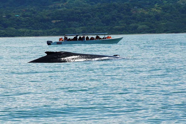 Marino Ballena Uvita