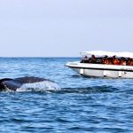 ballenas jorobadas