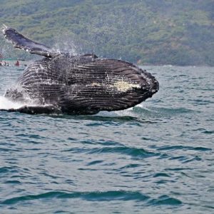 whale breaching, Uvita, Costa Rica