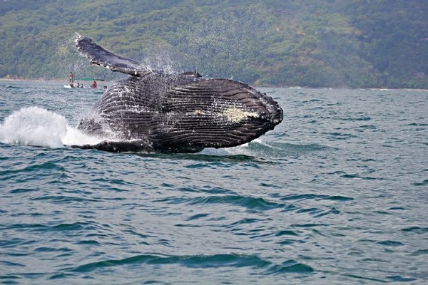 whale breaching, Uvita, Costa Rica