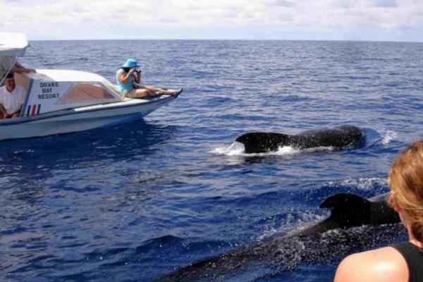 Osa Peninsula, Bahia Drake