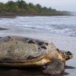 Tortuguero National Park