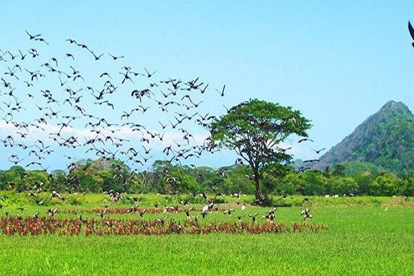 National Parks Palo Verde, Guanacaste