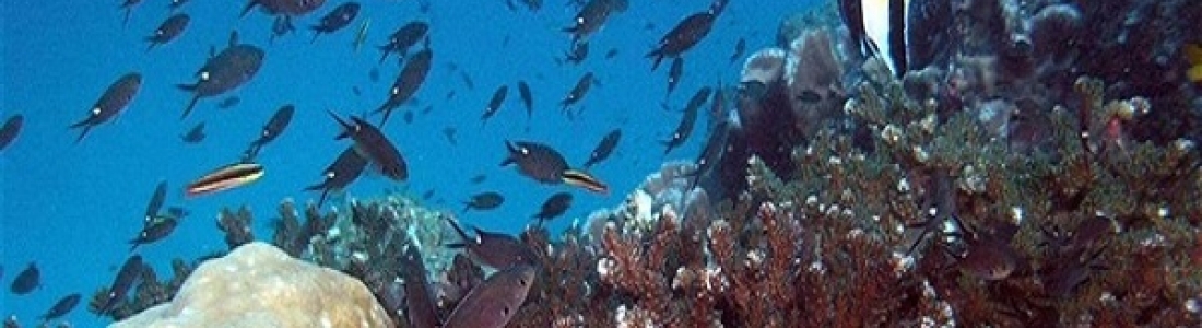 Discover the Catalina Islands