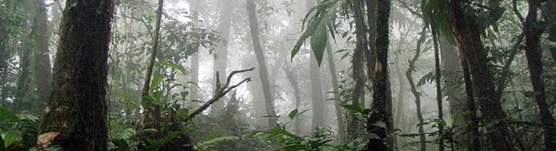 Intensely beautiful: La Amistad Park