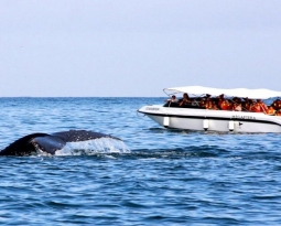Wonderful whale watching!