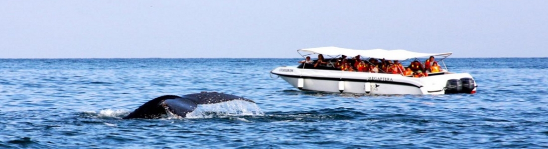 Wonderful whale watching!